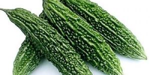 Fresh Bitter Gourd