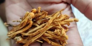 Cordyceps Militaris Mushroom