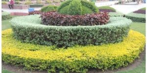 Garden Plantation Service