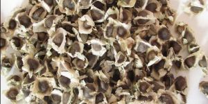 Moringa Seeds