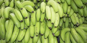 Fresh Green Banana
