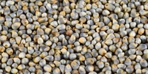 Millet Seeds
