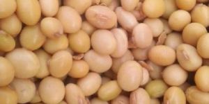 Soyabean