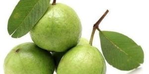Fresh Guava