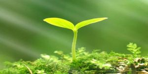 Plant Growth Promoter