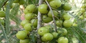 Amla Plant
