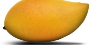 Totapuri Mango