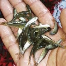 Grass Carp Fish Seeds