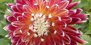 Fresh Dahlia Flower