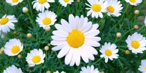 Fresh Daisy Flower