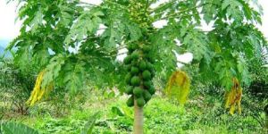 Papaya Plant