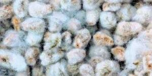 Cotton Seeds
