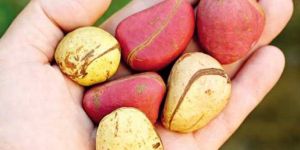 Kola Nuts