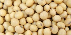 Soybean Seed