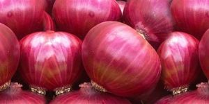 Fresh Red Onion