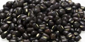 Pulses