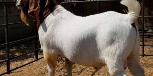 Boer Goat