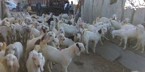 Sojat Goats