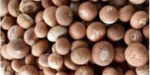 Dry Areca Nuts