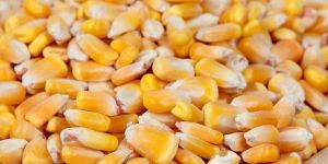 Yellow Corn