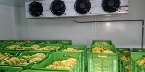 Ripening Chambers Banana,