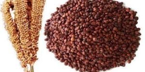 Finger Millet Seeds