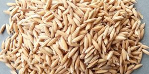 Long Grain Paddy Rice