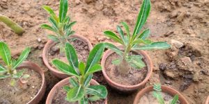 Adenium Plant