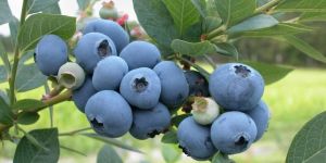 Blueberry Plant