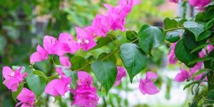 Bougainvillea Plant