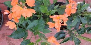 Crossandra Plant