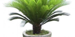 Doum Palm Plant
