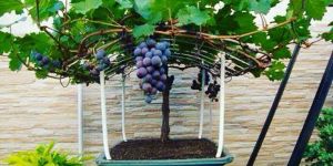 Grape Plant