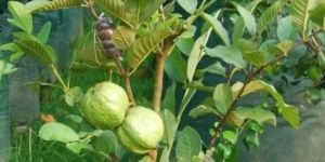 Guava Plant