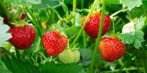 Strawberry Plant