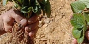 Strawberry Plants