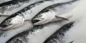 Frozen Salmon Fish