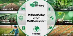 Integrated Crop Management Consultancy
