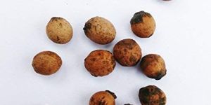 Sandalwood Seeds