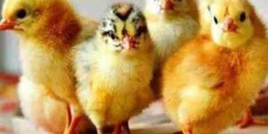 Broiler Chicks