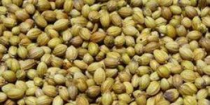 Coriander Seeds ,