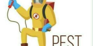 Termite Pest Control Service