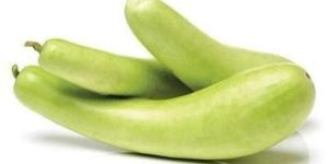 Fresh Bottle Gourd