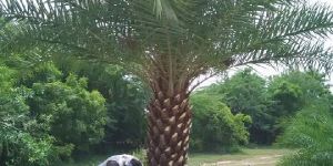Dates Palm Tree