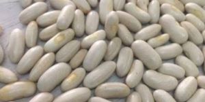 French Beans Seeds