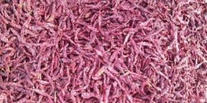 Dry Red Chilli