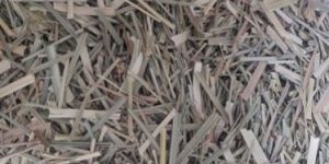 Lemon Grass