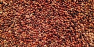 Finger Millet Seeds