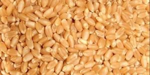 Wheat Seeds