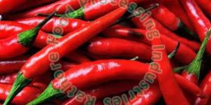 Raw Dry Red Chilli